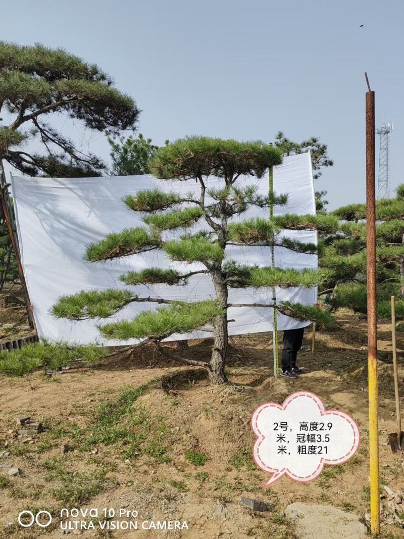 造型松