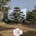 造型松