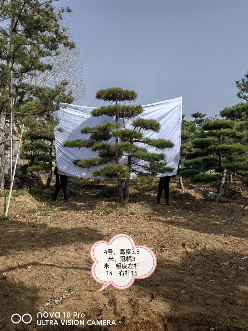 造型松