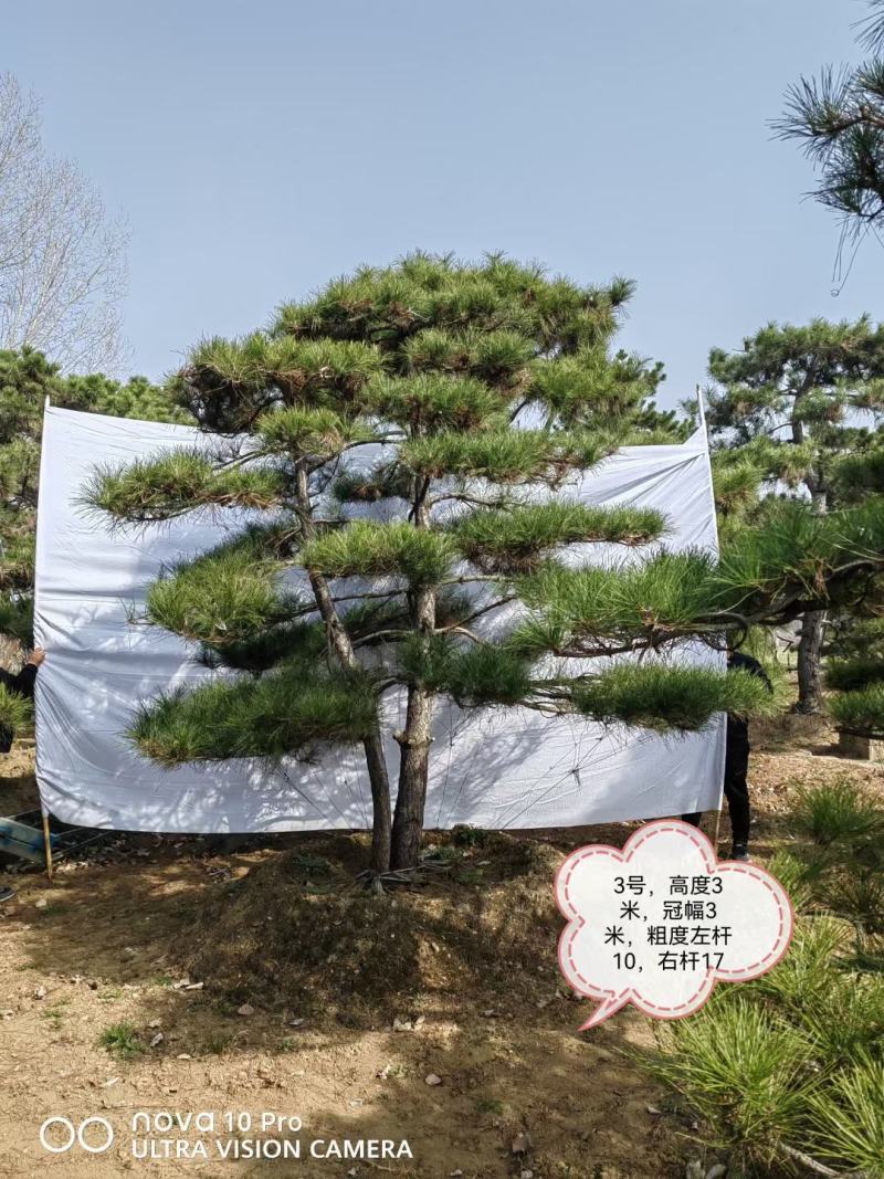造型松