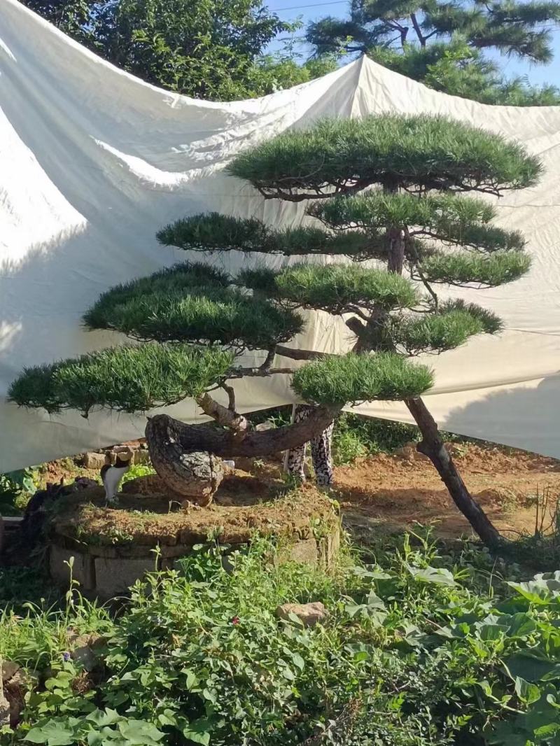 造型松