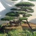 造型松