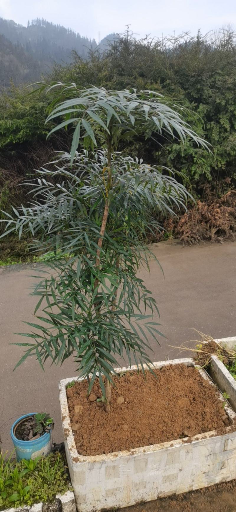 柳叶十大功劳土黄莲水黄莲