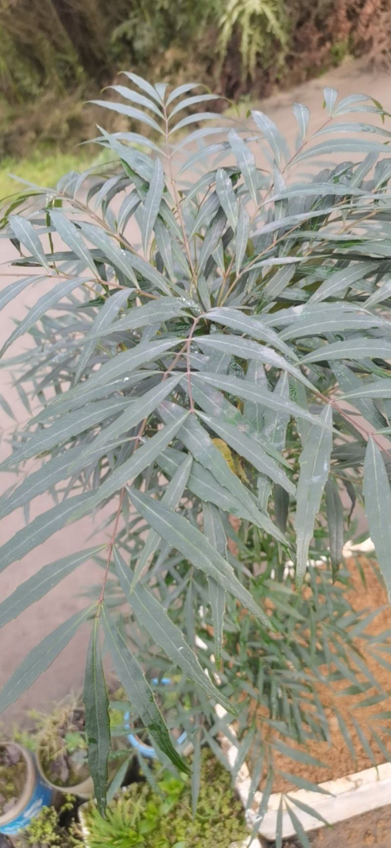 柳叶十大功劳土黄莲水黄莲