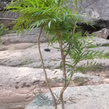 柳叶十大功劳土黄莲水黄莲