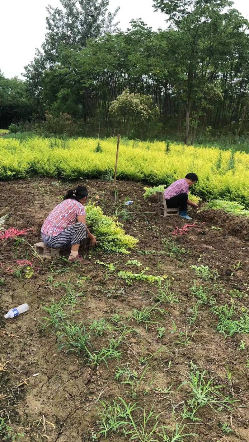 金叶女贞大量有货现挖现发成活率高欢迎咨询