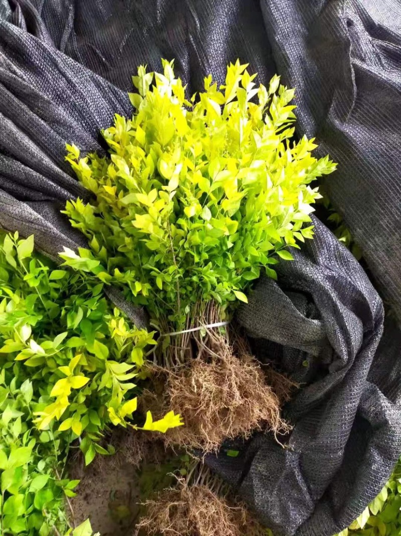 金叶女贞大量有货现挖现发成活率高欢迎咨询