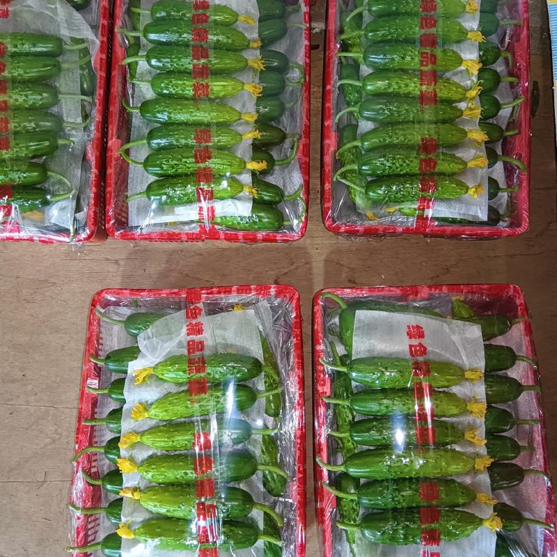 绥中旱黄瓜便宜了，1元1斤