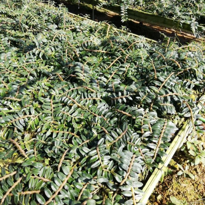 正宗云南铁皮石斛新鲜条新鲜石斛鲜条超胖条铁皮石斛批发