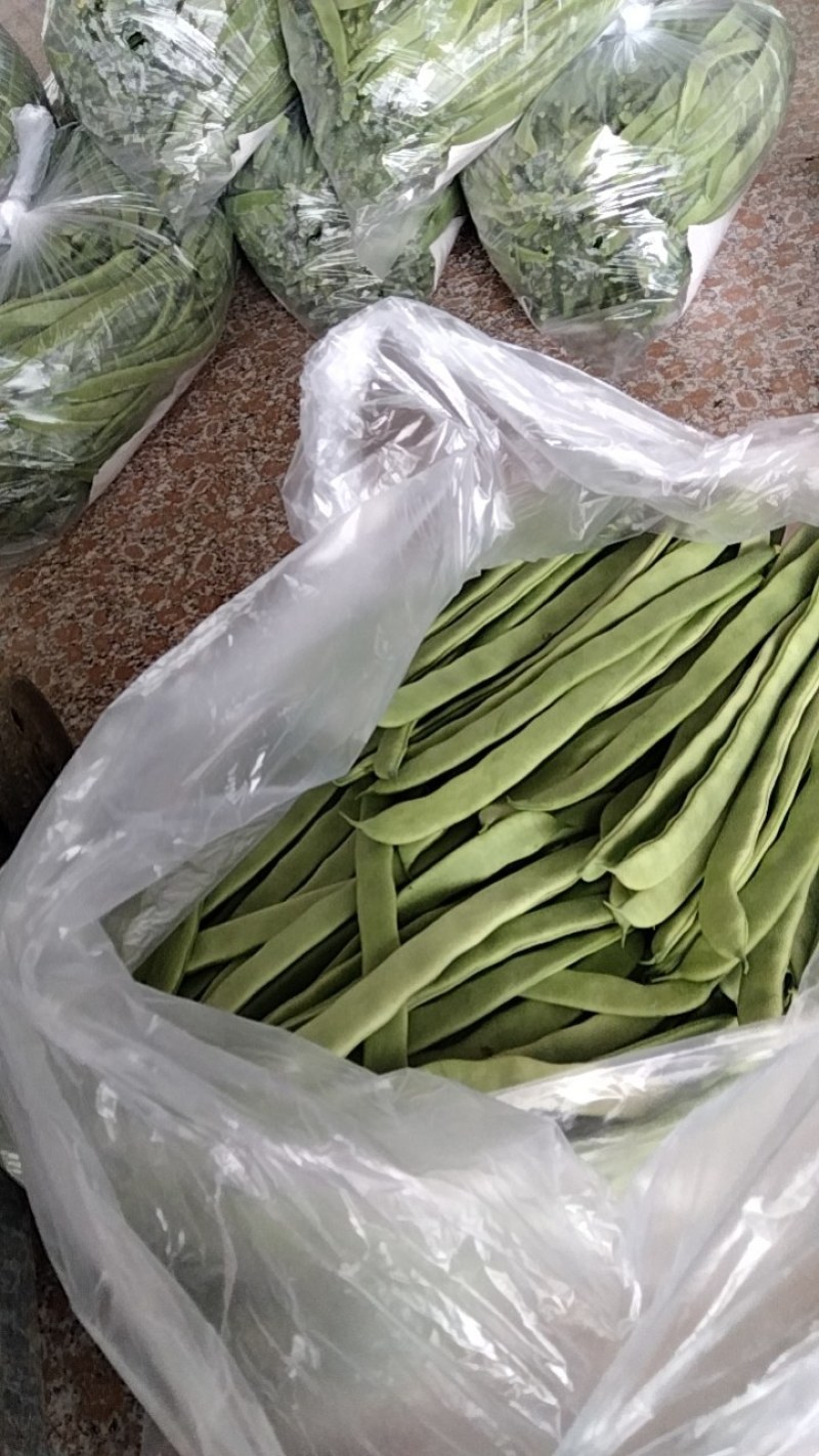 扁青芸豆