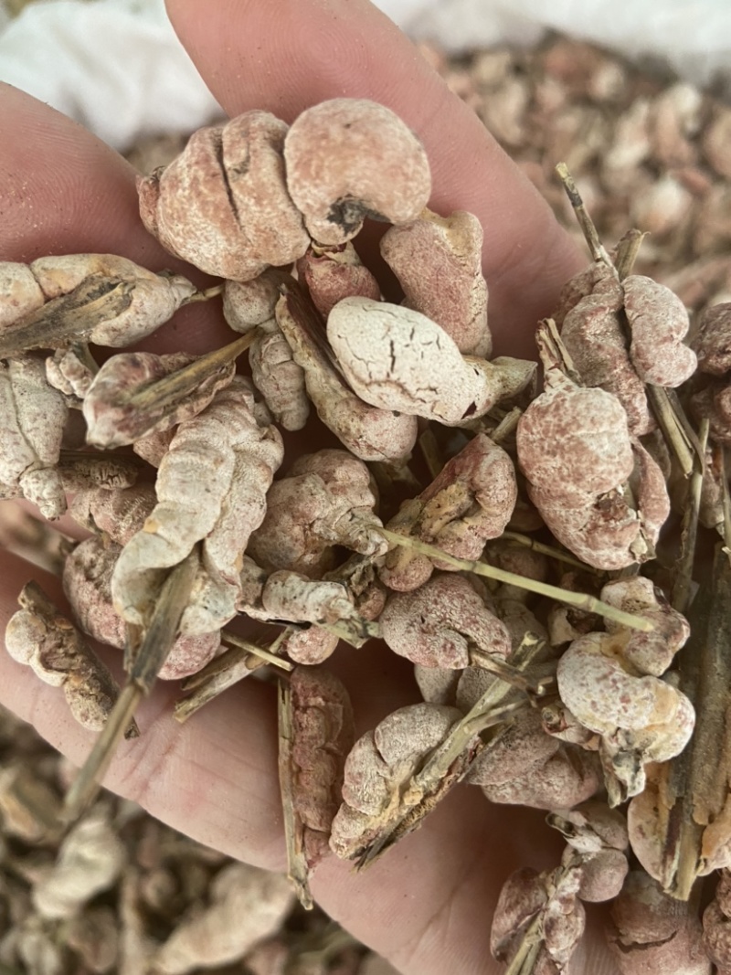 野生竹黄中药材精选苦竹花泡酒竹竿花新货淡竹花