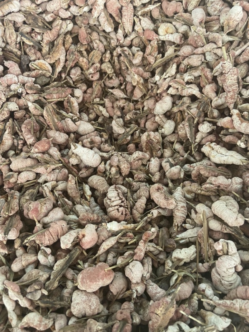 野生竹黄中药材精选苦竹花泡酒竹竿花新货淡竹花