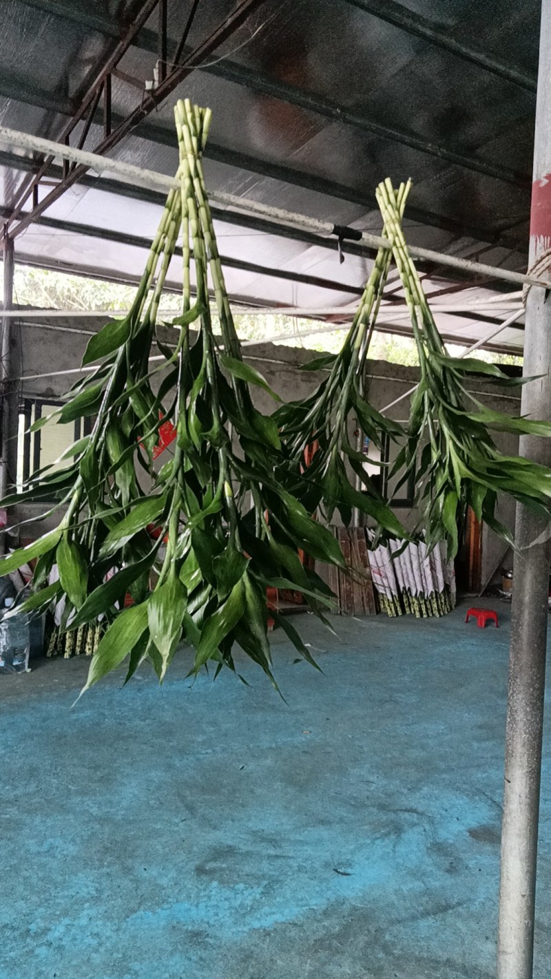 精品大叶富贵竹，中竹小竹基地直批发，价格优惠，货品新鲜