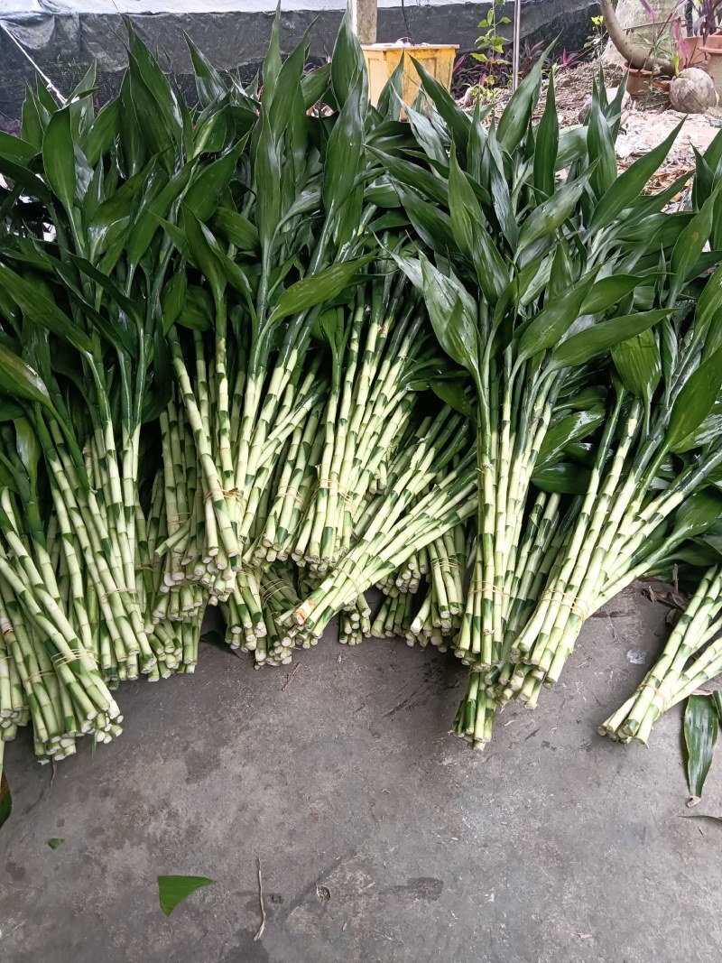 精品大叶富贵竹，中竹小竹基地直批发，价格优惠，货品新鲜