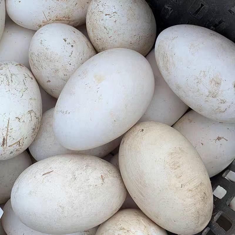 鹅蛋土鹅蛋一手货源农家散养鹅蛋养殖基地欢迎实地考察
