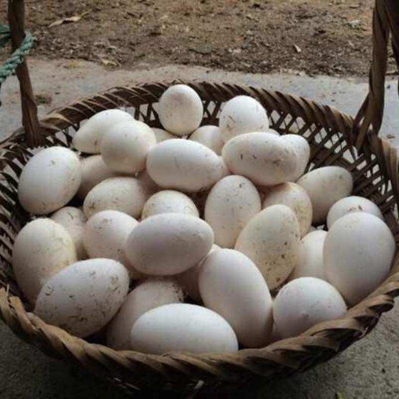 鹅蛋土鹅蛋一手货源农家散养鹅蛋养殖基地欢迎实地考察