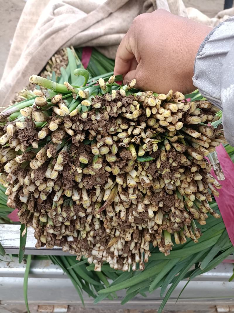 精品韭菜