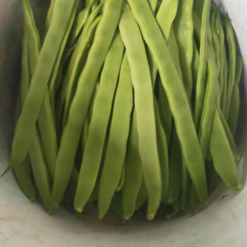 扁青芸豆大扁芸豆绿扁豆万亩芸豆基地代加工包装