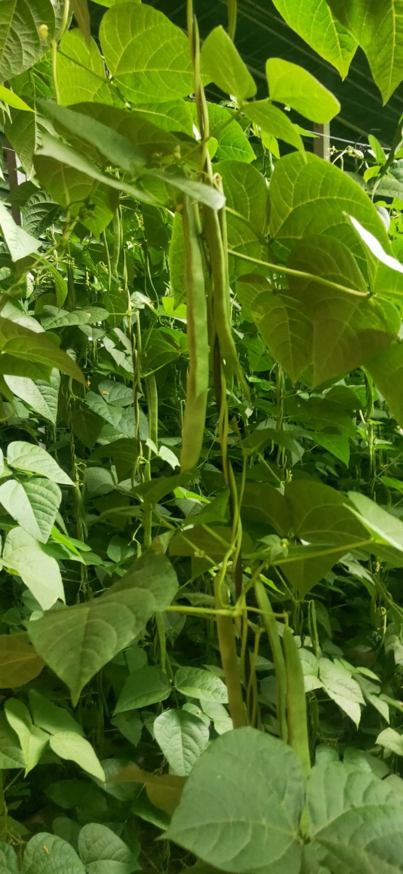 扁青芸豆大扁芸豆绿扁豆万亩芸豆基地代加工包装