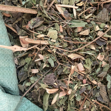 中药材漆大姑毛漆毛七哥毛七公大毛七正宗漆大姑