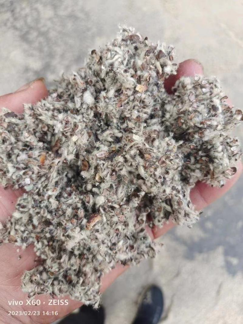 新疆优质棉籽壳
