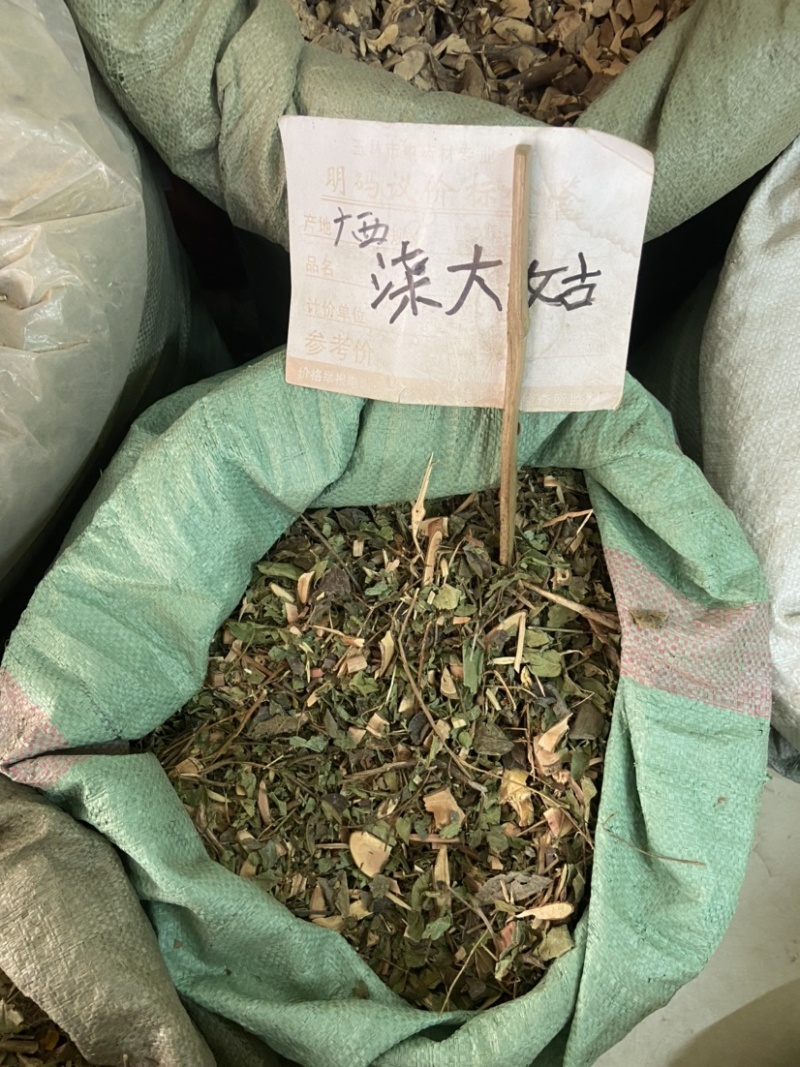 中药材漆大姑毛漆毛七哥毛七公大毛七正宗漆大姑