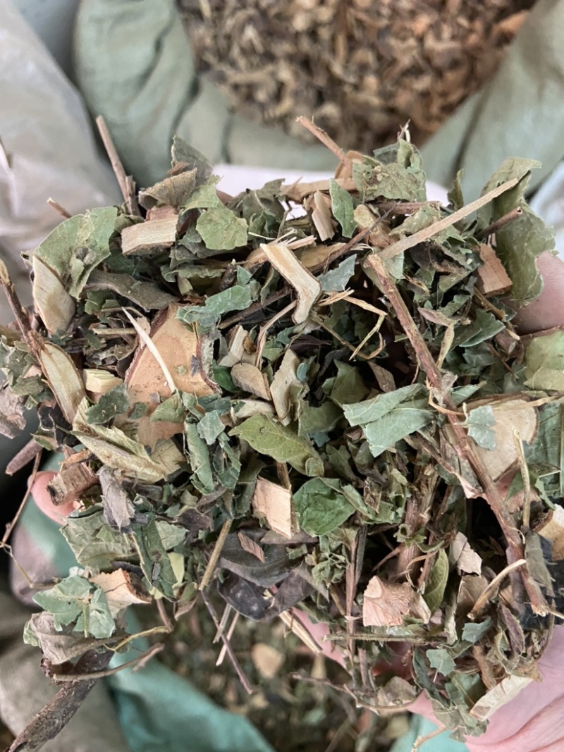中药材漆大姑毛漆毛七哥毛七公大毛七正宗漆大姑