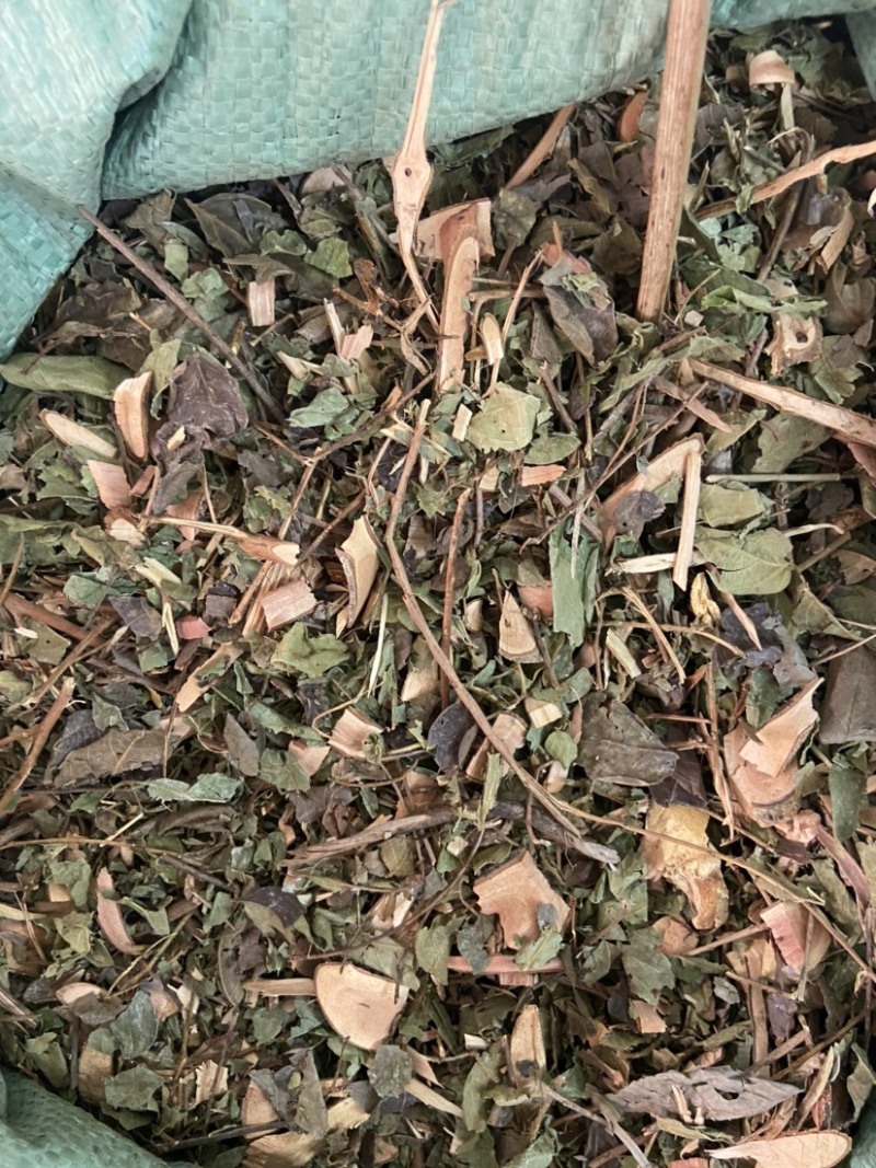 中药材漆大姑毛漆毛七哥毛七公大毛七正宗漆大姑