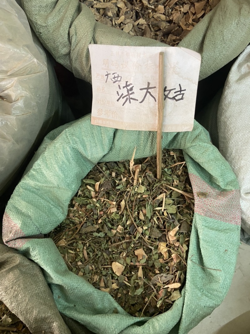 中药材漆大姑毛漆毛七哥毛七公大毛七正宗漆大姑