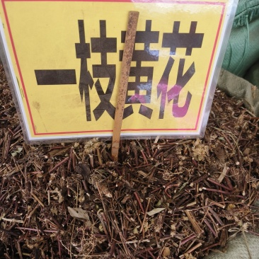 中药材一枝黄花野生货源充足批发零售