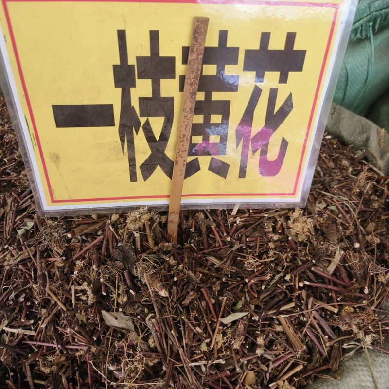 中药材一枝黄花野生货源充足批发零售
