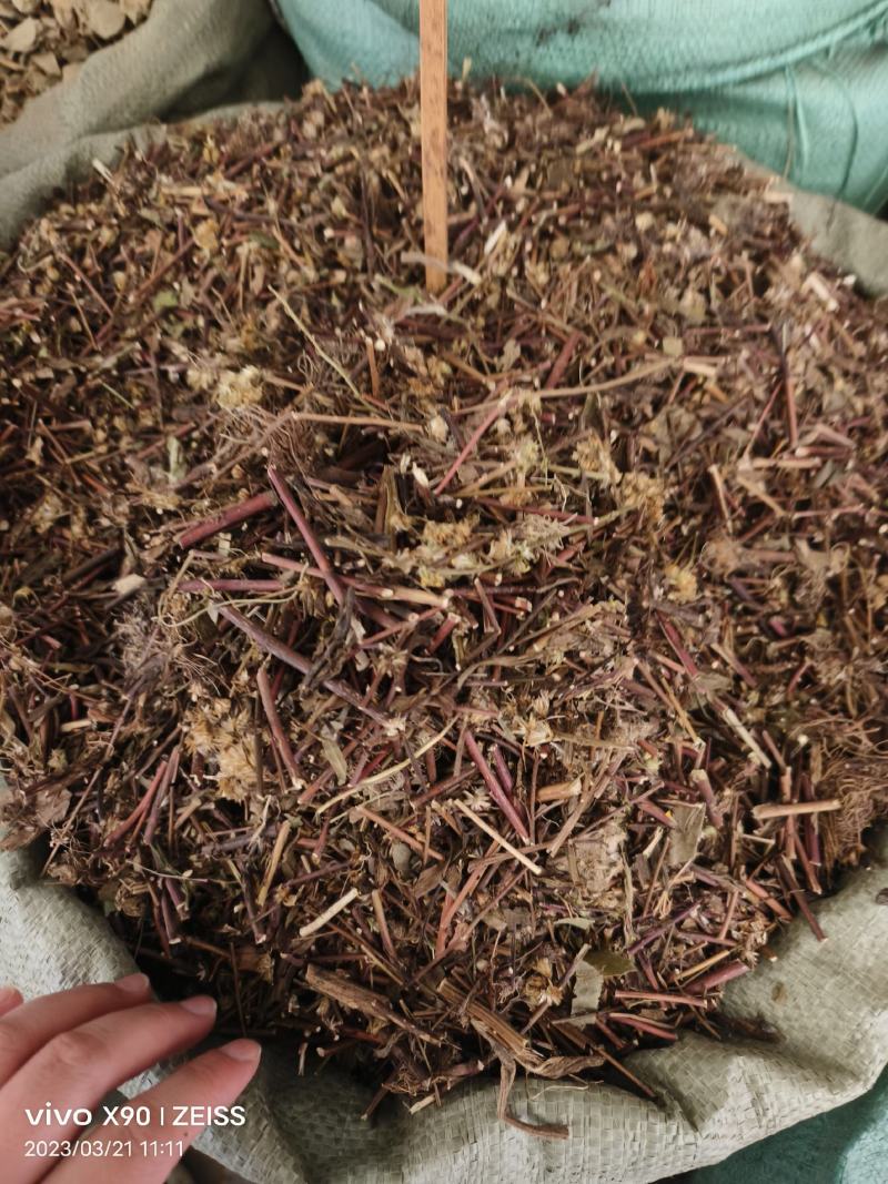 中药材一枝黄花野生货源充足批发零售