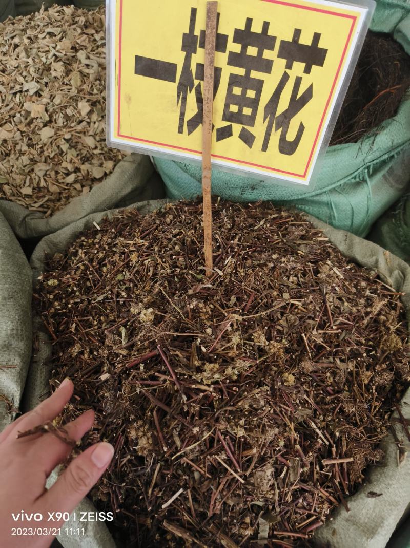 中药材一枝黄花野生货源充足批发零售
