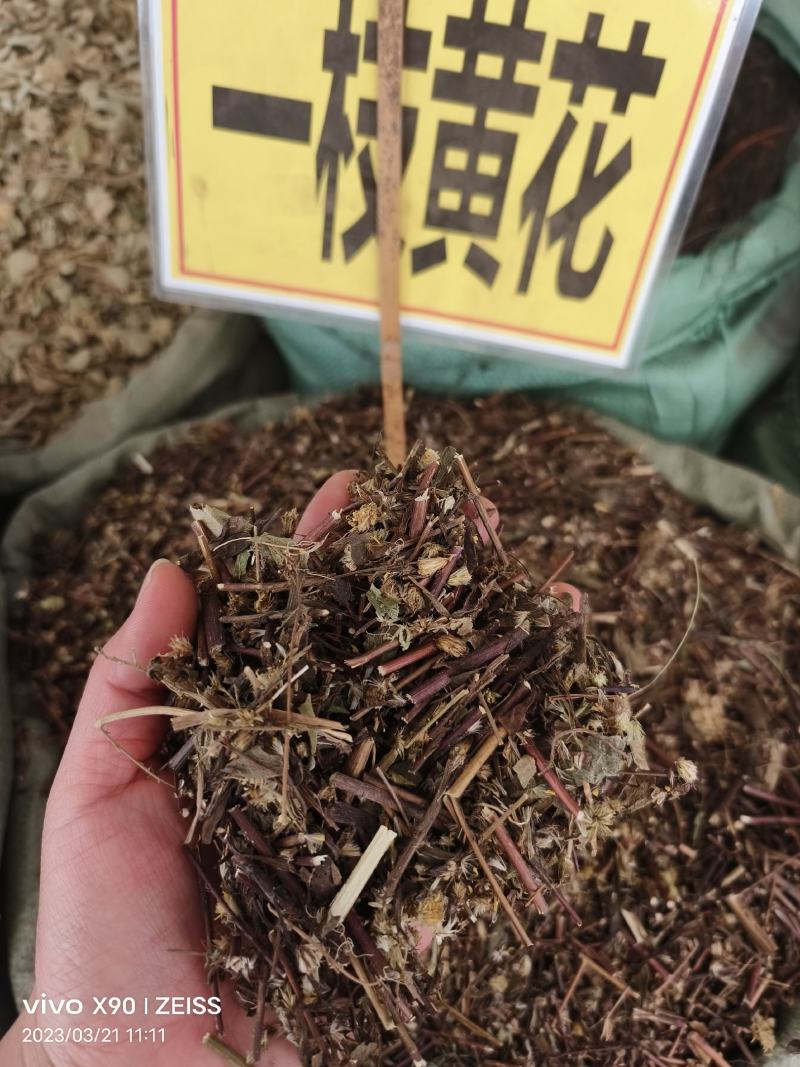 中药材一枝黄花野生货源充足批发零售