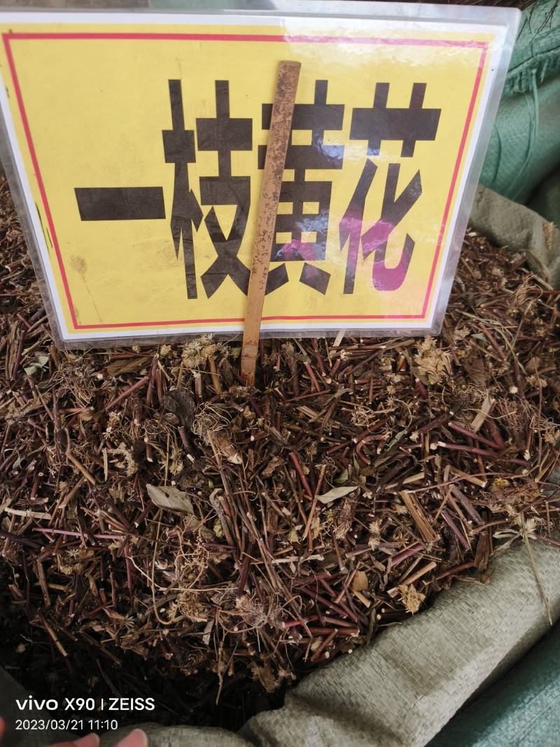 中药材一枝黄花野生货源充足批发零售