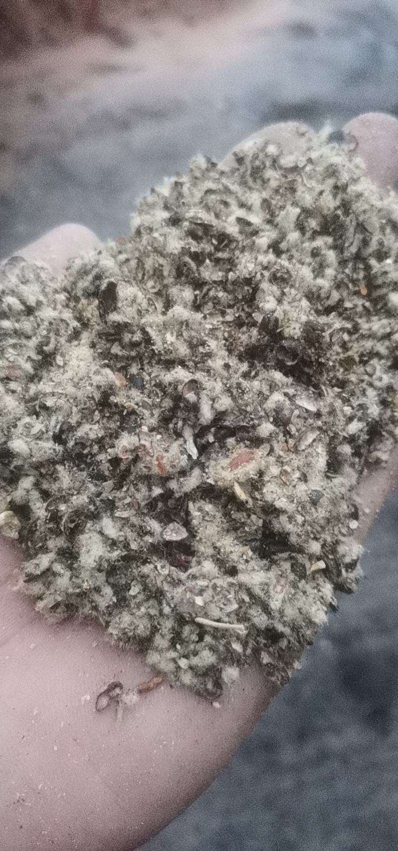 新疆棉籽壳（磨盘壳）