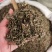 中药材旱莲草墨旱莲新货货源充足批发零售
