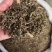 中药材旱莲草墨旱莲新货货源充足批发零售
