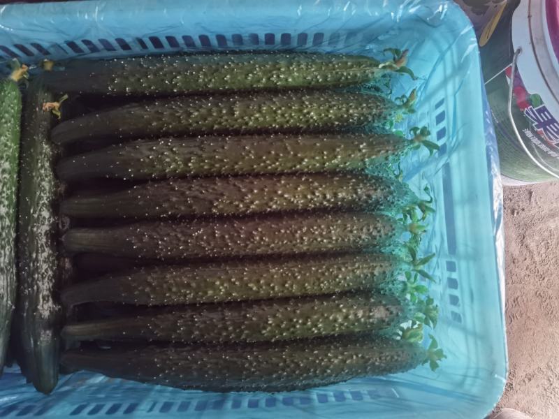 黄瓜精品好货通货