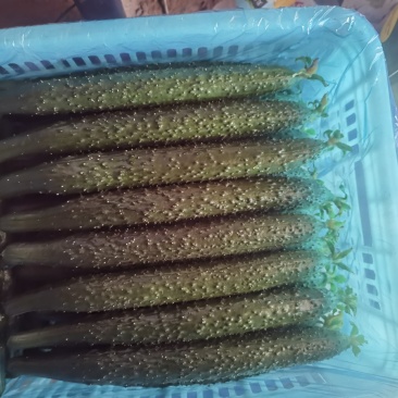 黄瓜精品好货通货