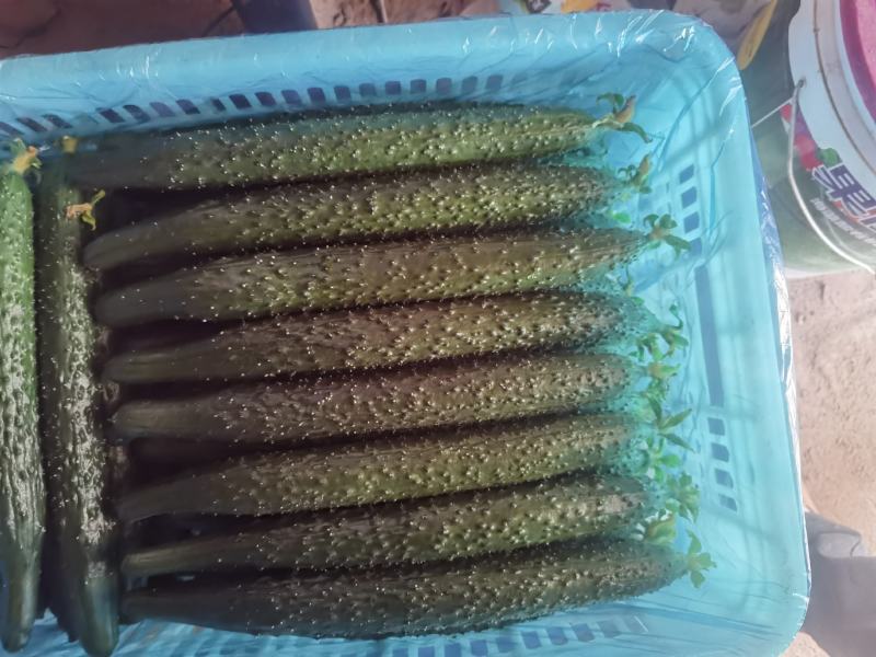 黄瓜精品好货通货