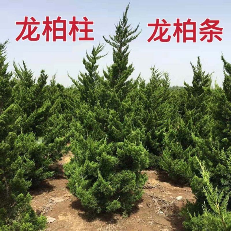 龙柏树苗龙柏苗小龙柏百万棵大小规格都有，龙柏百亩基地
