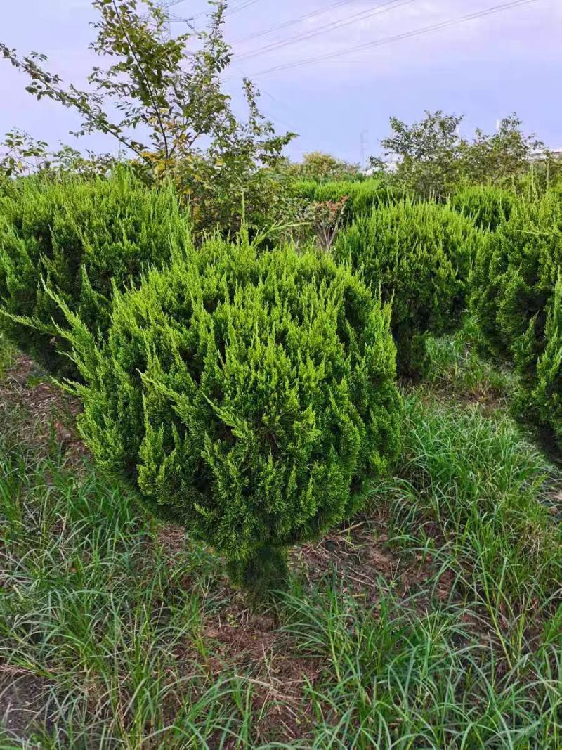 龙柏树苗龙柏苗小龙柏百万棵大小规格都有，龙柏百亩基地