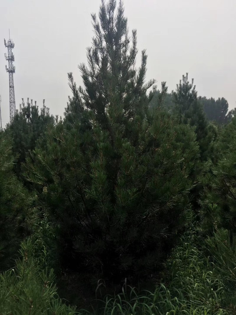 占地樟子松，油松