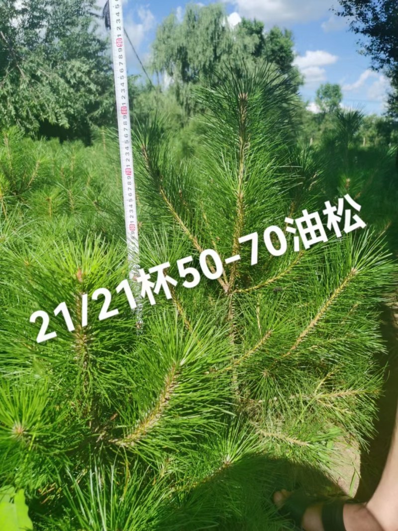占地樟子松，油松