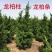 小龙柏龙柏树苗龙柏苗几百亩基地直供