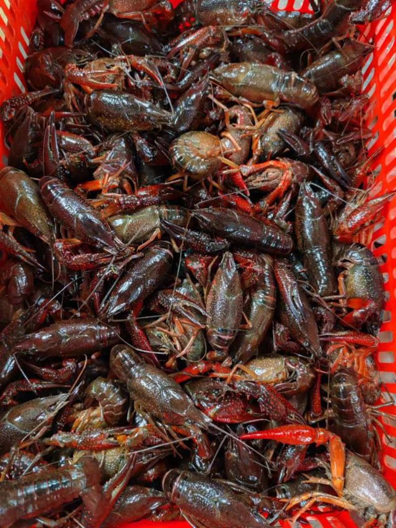 湖北鲜活小龙虾优质清水虾肉质饱满产地直供全国发货