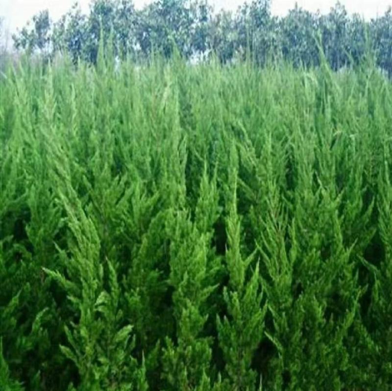 龙柏树苗龙柏苗小龙柏百万棵大小规格都有，龙柏百亩基地