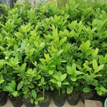 广东无籽香水柠檬苗，6-9个月开花挂果，高产
