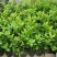 广东无籽香水柠檬苗，6-9个月开花挂果，高产